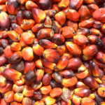 Palm seeds